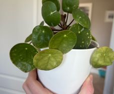 Chinese money plant
