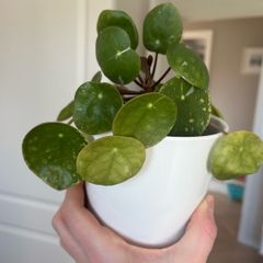 Chinese money plant