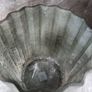 plant and Image 3
