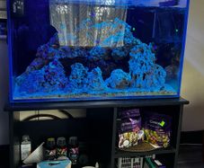 Marine aquarium set up 250L