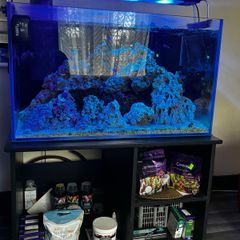 Marine aquarium set up 250L