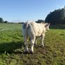 PBR Charolais bulls Image 4
