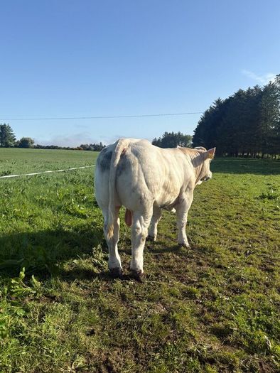 PBR Charolais bulls