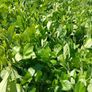 Large Laurel Hedging over 3.5ft tall (120cm) Image 5