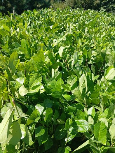 Large Laurel Hedging over 3.5ft tall (120cm)