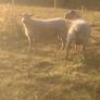 Pedigree registered Charolais rams Image 5