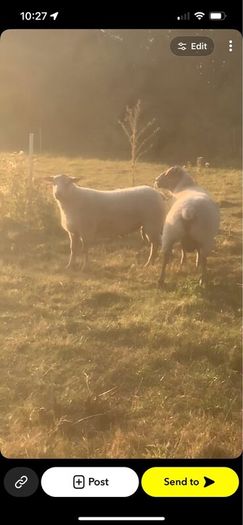 Pedigree registered Charolais rams
