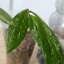 Hoya Image 2