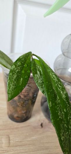 Hoya
