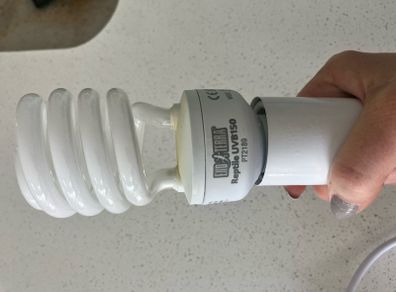Reptile lamp