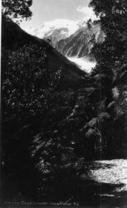 Westland , New Zealand - Antique Postcard