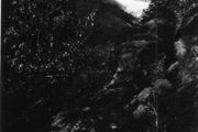 Westland , New Zealand - Antique Postcard