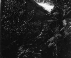 Westland , New Zealand - Antique Postcard