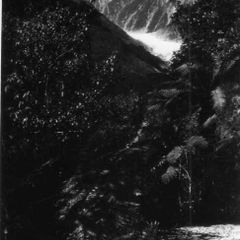 Westland , New Zealand - Antique Postcard