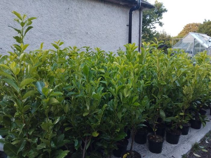 Cheap Instant 4 Foot Tall Laurel Hedge