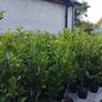Cheap Instant 4 Foot Tall Laurel Hedge Image 9