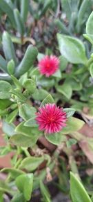Baby Sun Rose