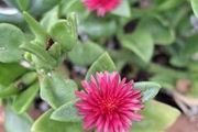 Baby Sun Rose