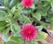 Baby Sun Rose