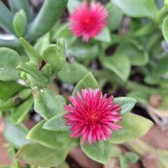Baby Sun Rose