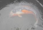 koi fish