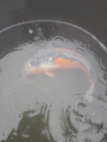 koi fish