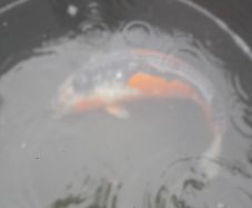 koi fish