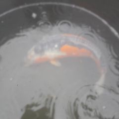 koi fish
