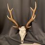 Deer antlers for sale Image 2