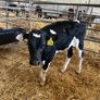 Calfs Image 5