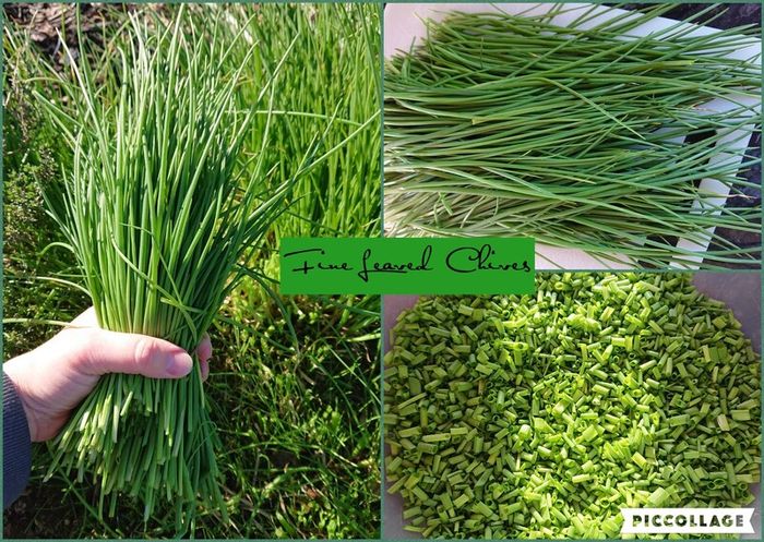 Fine Leaved Chive Plants / Chive Seeds
