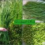 Fine Leaved Chive Plants / Chive Seeds Image 2