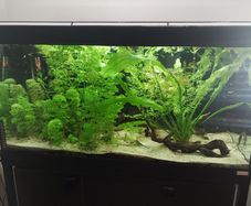 Fish tank