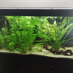 Fish tank