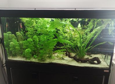 Fish tank