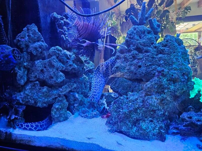 Live Rock for Sale  Marine Aquarium