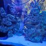 Live Rock for Sale  Marine Aquarium Image 3