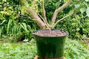Potted Salvia Hot Lips
