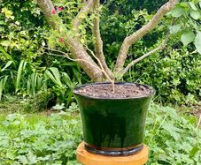 Potted Salvia Hot Lips