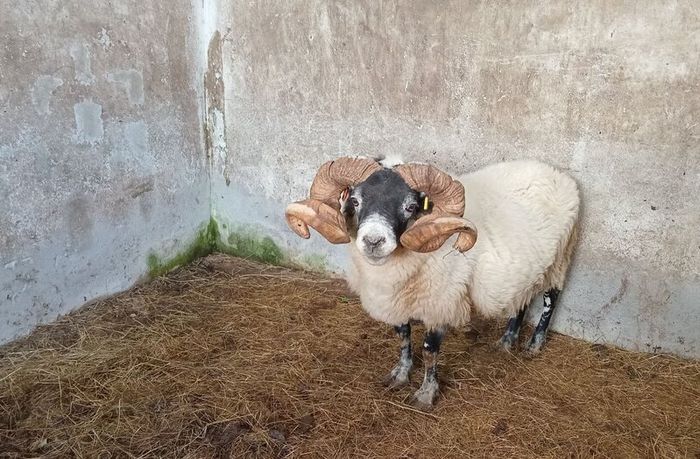 Lanark Ram
