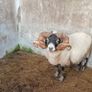 Lanark Ram Image 4