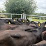 27 smashing Angus heifers Image 2