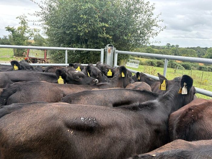 35 smashing  Angus heifers