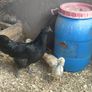 Game birds  and bantam Image 2
