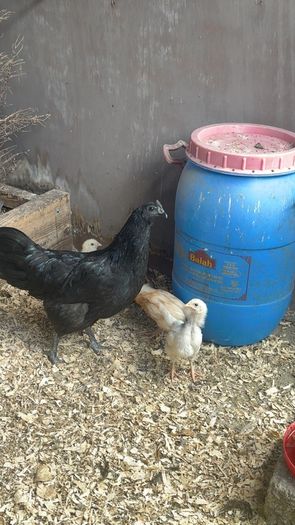 Game birds  and bantam