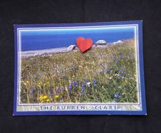 Ireland Postcard : The Burren , Co. Clare , Great Rock , Wild Flowers