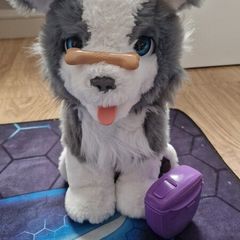 interactive dog