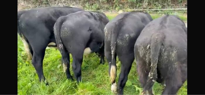 Bull wrangling for sale