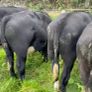 Bull wrangling for sale Image 3
