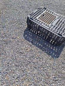 pet cage